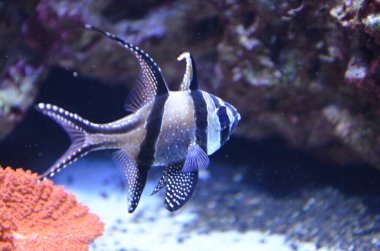 Akvaryum tropikal balık, Berlin