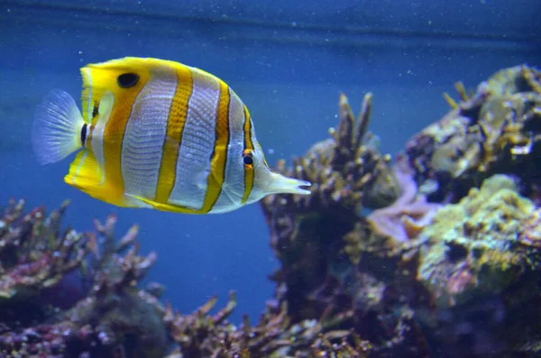 水族館の熱帯魚 ベルリン — ストック写真