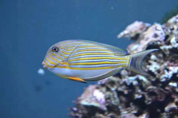 Peces Tropicales Acuario Berlín — Foto de Stock