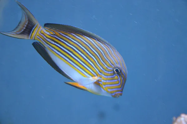 热带鱼在水族馆 — 图库照片