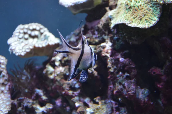 Tropical Fish Aquarium Berlin — Stock Photo, Image