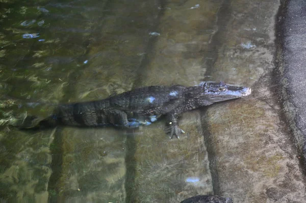 Close Crocodilo Zoológico — Fotografia de Stock