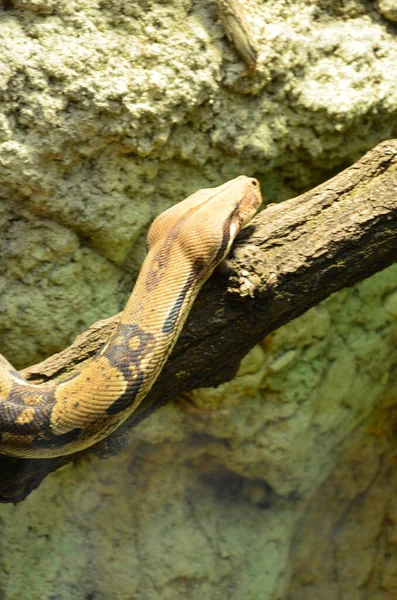 Serpente Sonaglio Arrotolato Nel Tierpark Berlin — Foto Stock