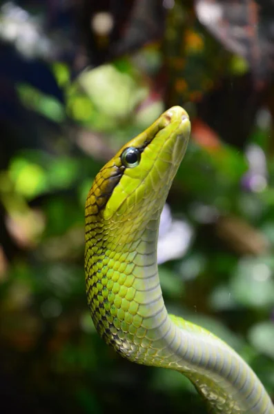 Зелена Змія Гілці Акваріум Берліні Німеччина — стокове фото