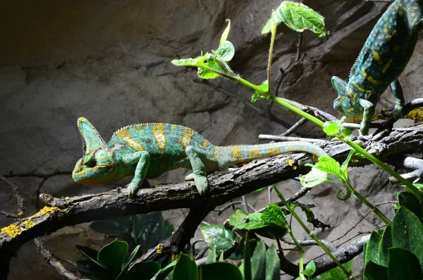 Chameleon Pobočce Zoo Berlín Německo — Stock fotografie