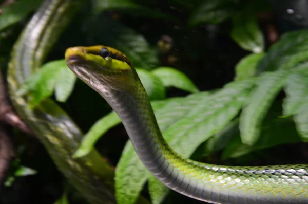 ドイツのベルリン水槽の枝に緑のヘビ — ストック写真