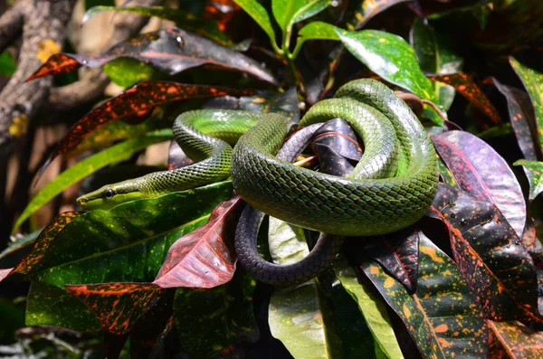 Serpent Vert Sur Branche Aquarium Berlin Allemagne — Photo