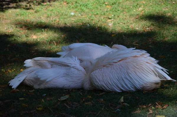 Vit Pelikan Pelecanus Onocrotalus Frankfurt Zoo — Stockfoto