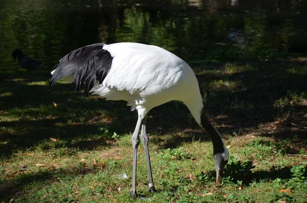 White Naped Crane Grus Vipio Frankfurt Zoo — Stock Photo, Image