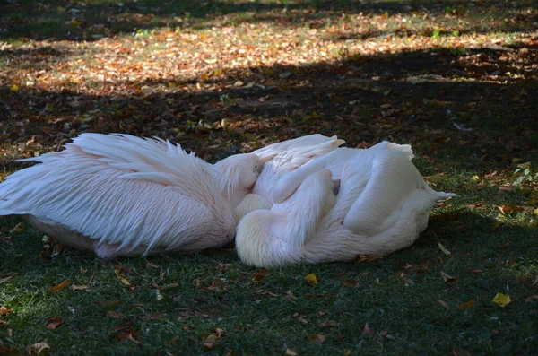 White Pelican Pelecanus Onocrotalus Zoologické Zahradě Frankfurtu — Stock fotografie