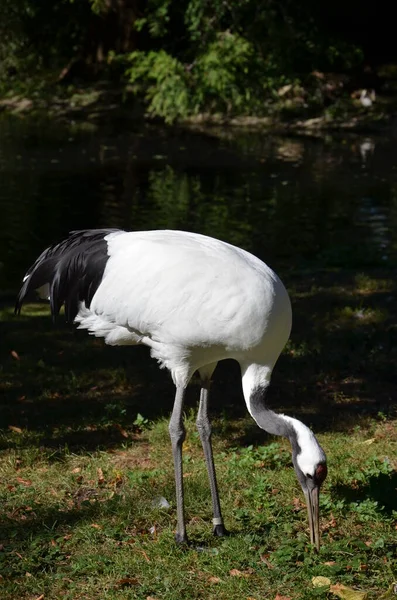 White Naped Crane Grus Vipio Frankfurt Zoo — Stock Photo, Image