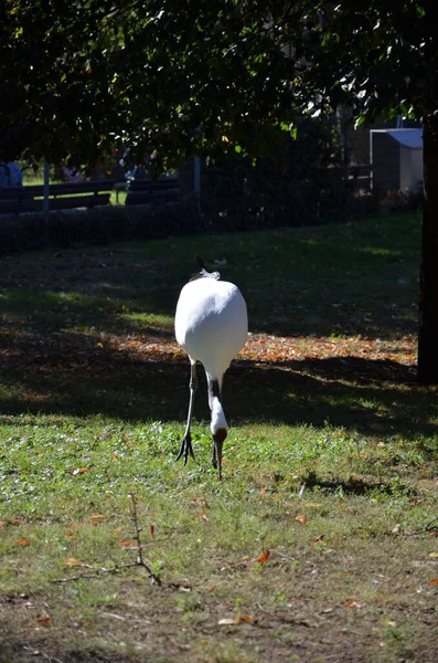 White Naped Crane Grus Vipio Frankfurt Zoo — Stock Photo, Image