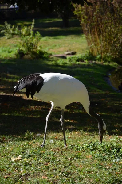 White Naped Crane Grus Vipio Frankfurt Zoo — Stock Photo, Image