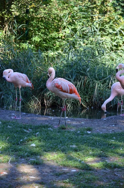 Schöne Große Flamingos Zoo — Stockfoto