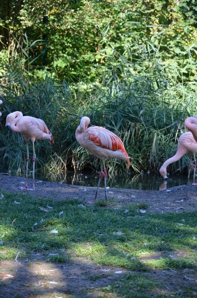 동물원에 아름다운 — 스톡 사진