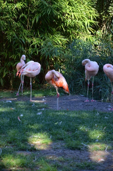 Schöne Große Flamingos Zoo — Stockfoto