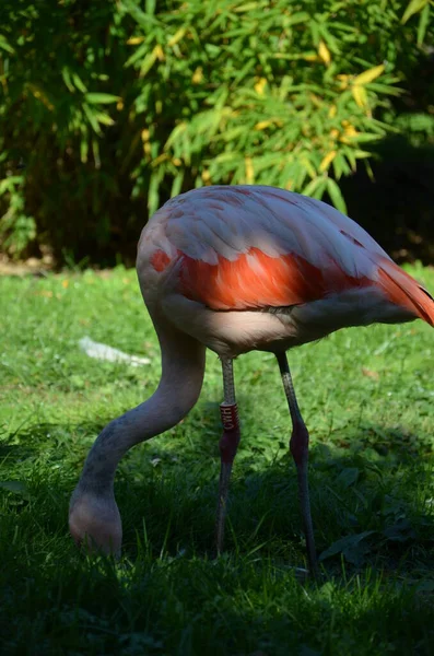 Belos Flamingos Maiores Zoológico — Fotografia de Stock