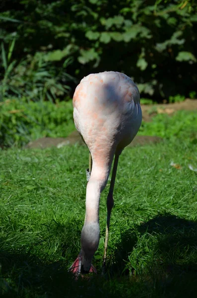 Великолепные Фламинго Зоопарке — стоковое фото