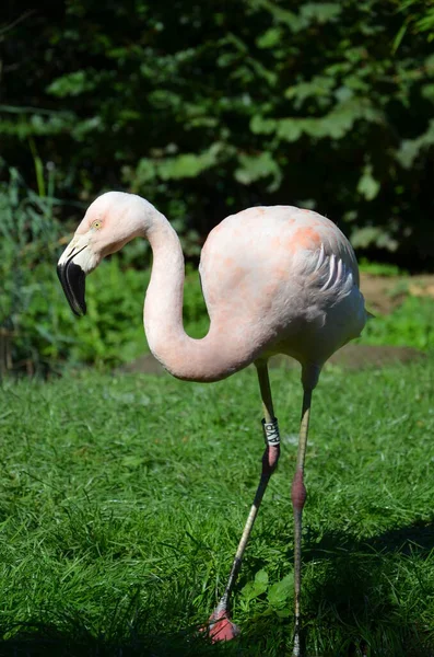 Hayvanat Bahçesindeki Güzel Büyük Flamingolar — Stok fotoğraf