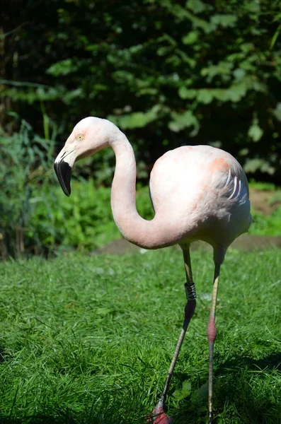 Belos Flamingos Maiores Zoológico — Fotografia de Stock