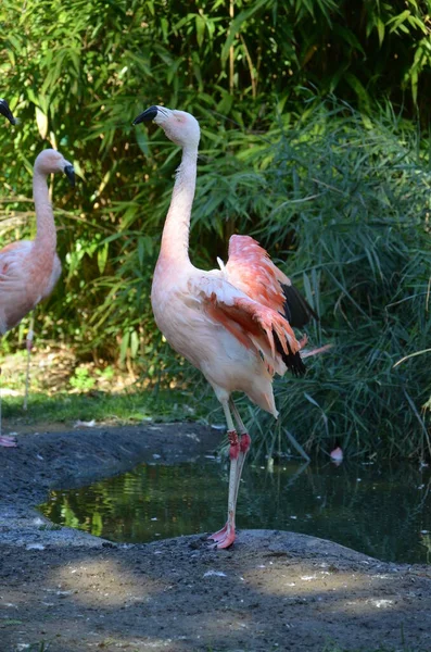 Beaux Flamants Roses Dans Zoo — Photo