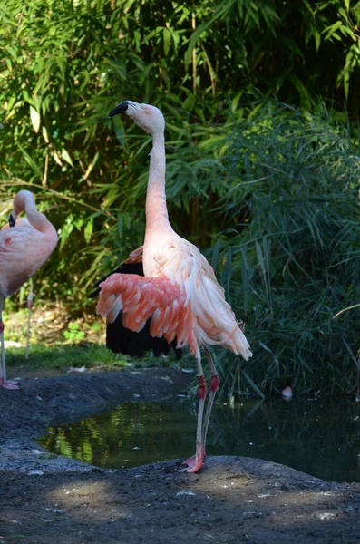 Beautiful Greater Flamingos Zoo — Stock Photo, Image