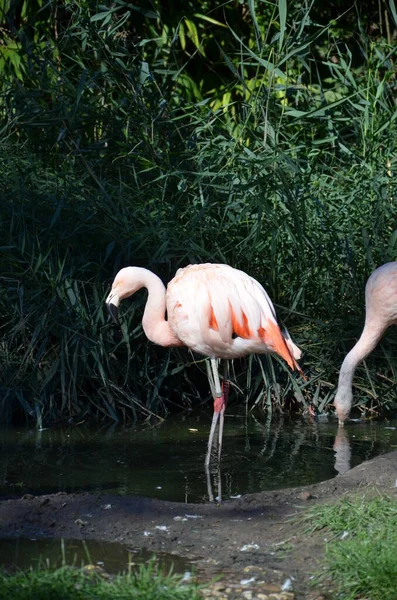 Krásné Větší Plameňáci Zoo — Stock fotografie