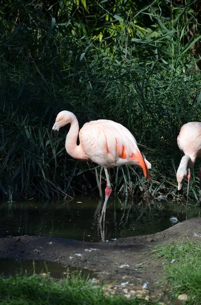Beautiful Greater Flamingos Zoo — Stock Photo, Image