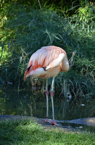 Όμορφη Μεγαλύτερη Φλαμίνγκο Στο Ζωολογικό Κήπο — Φωτογραφία Αρχείου