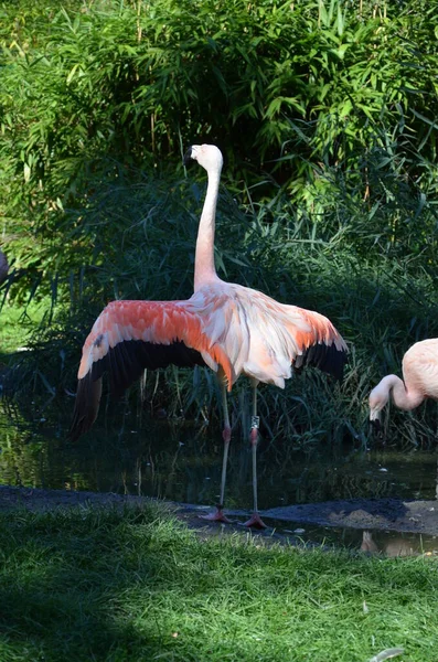 Vackra Större Flamingos Djurparken — Stockfoto