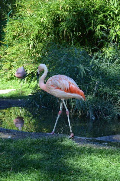 Beaux Flamants Roses Dans Zoo — Photo