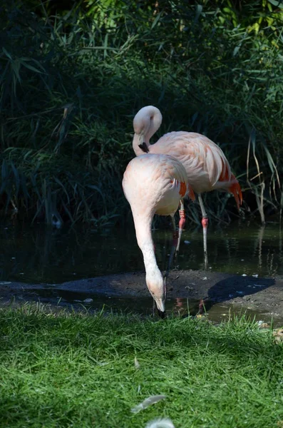 Hermosos Flamencos Mayores Zoológico — Foto de Stock