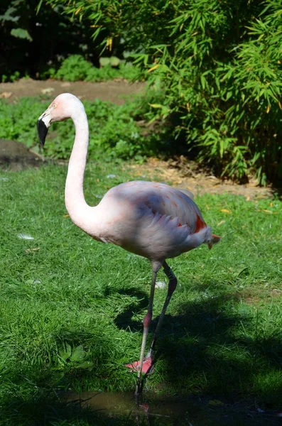 Krásné Větší Plameňáci Zoo — Stock fotografie