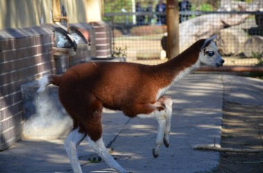 Lama lama Frankfurt hayvanat bahçesinde.