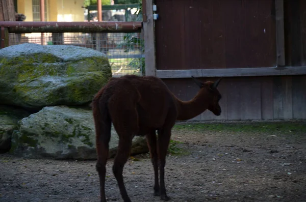 法兰克福动物园里的美洲驼 — 图库照片