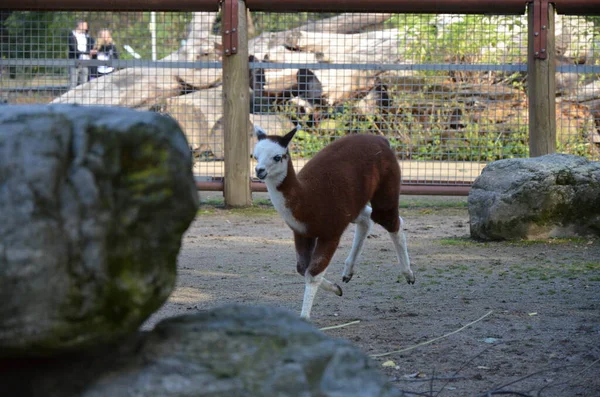 法兰克福动物园里的美洲驼 — 图库照片