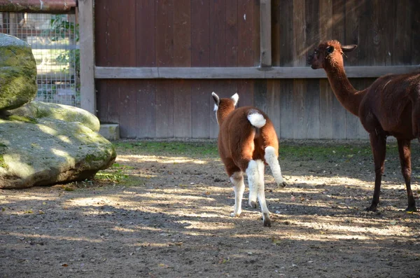 Llama Lama Frankfurt Zoo Outdoor — Φωτογραφία Αρχείου