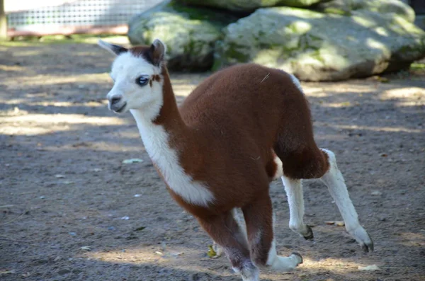 Llama Lama Zoológico Frankfurt Aire Libre —  Fotos de Stock