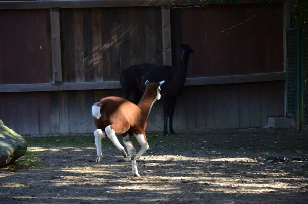 Llama Lama Zoológico Frankfurt Aire Libre — Foto de Stock