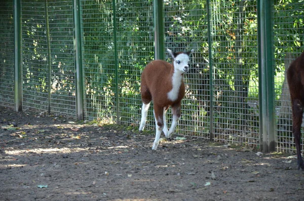 Llama Lama Zoológico Frankfurt Aire Libre — Foto de Stock