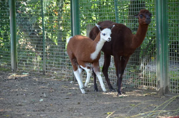 Llama Lama Frankfurt Zoo Outdoor — Φωτογραφία Αρχείου