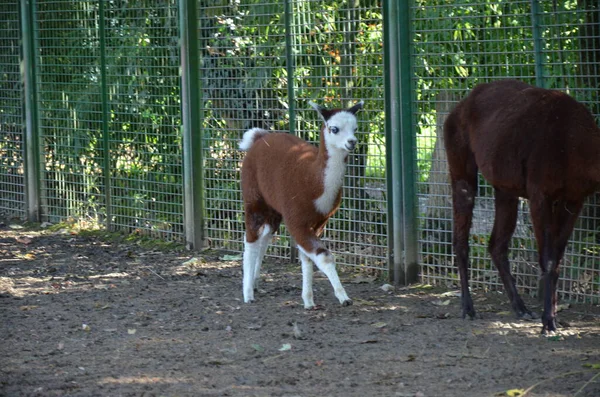 Llama Lama Zoo Frankfurcie Świeżym Powietrzu — Zdjęcie stockowe