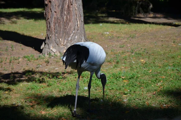 Guindaste Nuca Branca Grus Vipio Zoológico Frankfurt — Fotografia de Stock