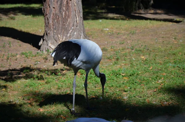 Guindaste Nuca Branca Grus Vipio Zoológico Frankfurt — Fotografia de Stock