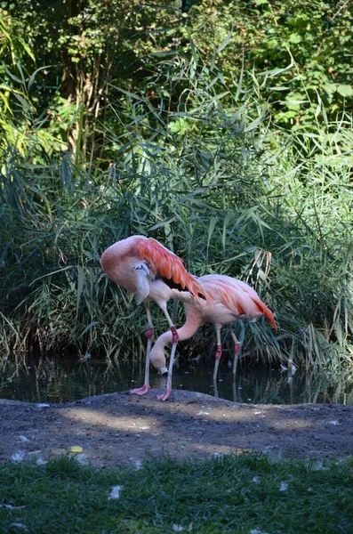 Mooie Grote Flamingo Dierentuin — Stockfoto