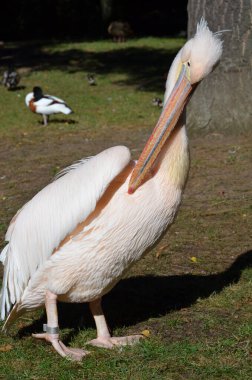 Beyaz Pelikan - Frankfurt hayvanat bahçesinde Pelecanus onocrotalus