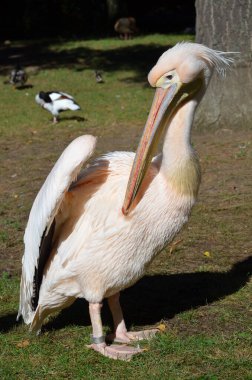 Beyaz Pelikan - Frankfurt hayvanat bahçesinde Pelecanus onocrotalus