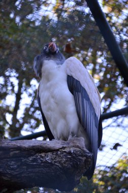 Kral akbaba, Sarcoramphus baba Frankfurt hayvanat bahçesinde