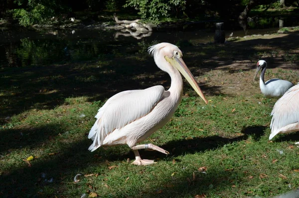 Белый Пеликан Pelecanus Onocrotalus Франкфуртском Зоопарке — стоковое фото