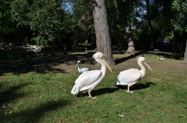 White Pelican Pelecanus Onocrotalus Frankfurt Zoo — Stock Photo, Image